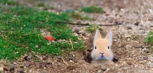 梨树下吃瓜的兔,兔子悠闲品鉴时光