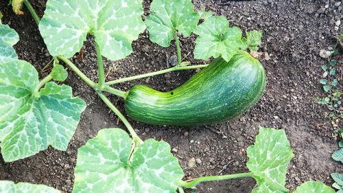 瓠瓜怎么吃蔬菜,蔬菜新吃法探索