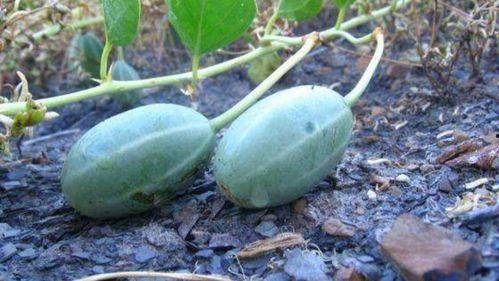 吐耳瓜尖尖可以吃吗,揭秘能否食用的奥秘