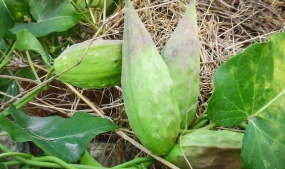 老瓜瓢吃瓜,一场别开生面的瓜食盛宴