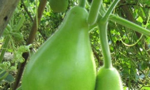 hpv可以吃瓠瓜吗,瓠瓜的营养与益处