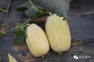 银瓜几月吃,夏季消暑佳品,尽享甜蜜滋味