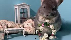 吃瓜宠之,揭秘娱乐圈背后的甜蜜与辛酸