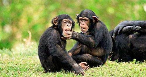 吃瓜变猩猩,揭秘奇异现象背后的科学奥秘