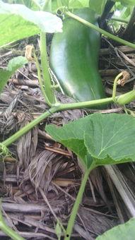 吃瓜篓子都有哪些好处,吃瓜篓子的五大益处揭秘