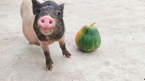 小猪吃瓜了吗,小猪吃瓜了吗？揭秘瓜农与萌宠的趣味日常