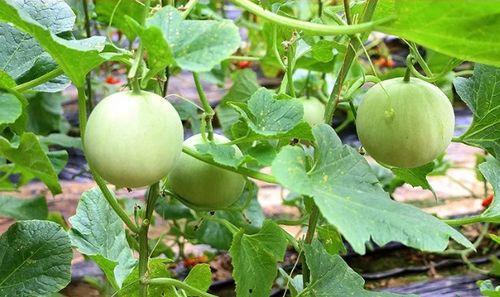 陕西夏县吃瓜视频