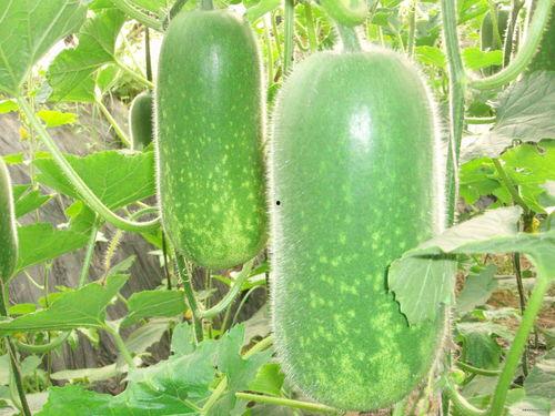 吃大瓜结果不是大瓜怎么回事,为何吃大瓜结果不是大瓜？真相令人惊讶