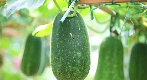 带你吃瓜之医学学,带你走进医学学生的“吃瓜”世界