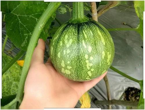 与君初相识顺德吃瓜,一场味蕾与文化的邂逅