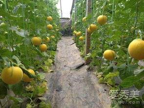 宝宝可以吃伊丽莎白瓜,营养丰富的伊丽莎白瓜推荐