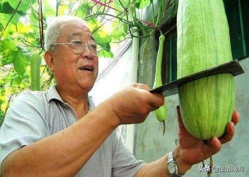 农村免费大爷吃瓜,共享乡村振兴成果